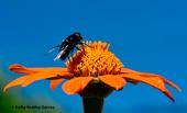 A black syrphid fly, a Mexican cactus fly, Copestylum mexicanum, foraging on a Mexican sunflower, Tithonia rotundifolia, in a Vacaville garden. (Photo by Kathy Keatley Garvey)